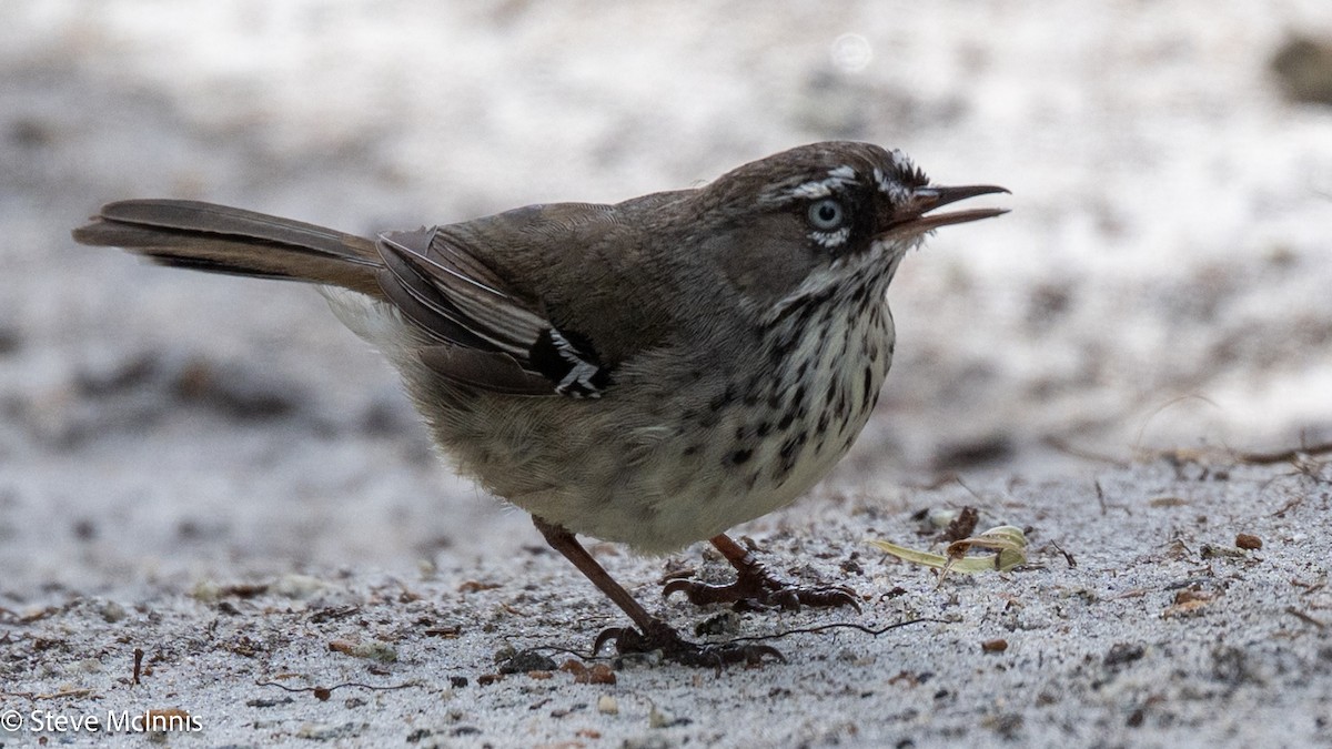 Кущовик плямистоволий - ML646543558