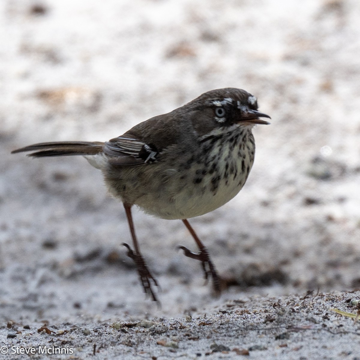 Кущовик плямистоволий - ML646543559