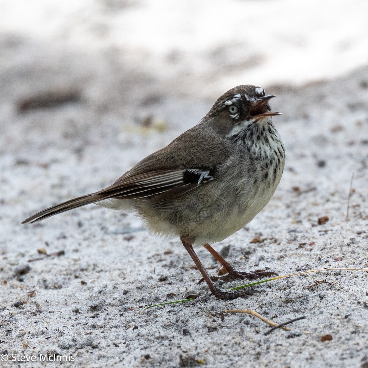 Кущовик плямистоволий - ML646543560