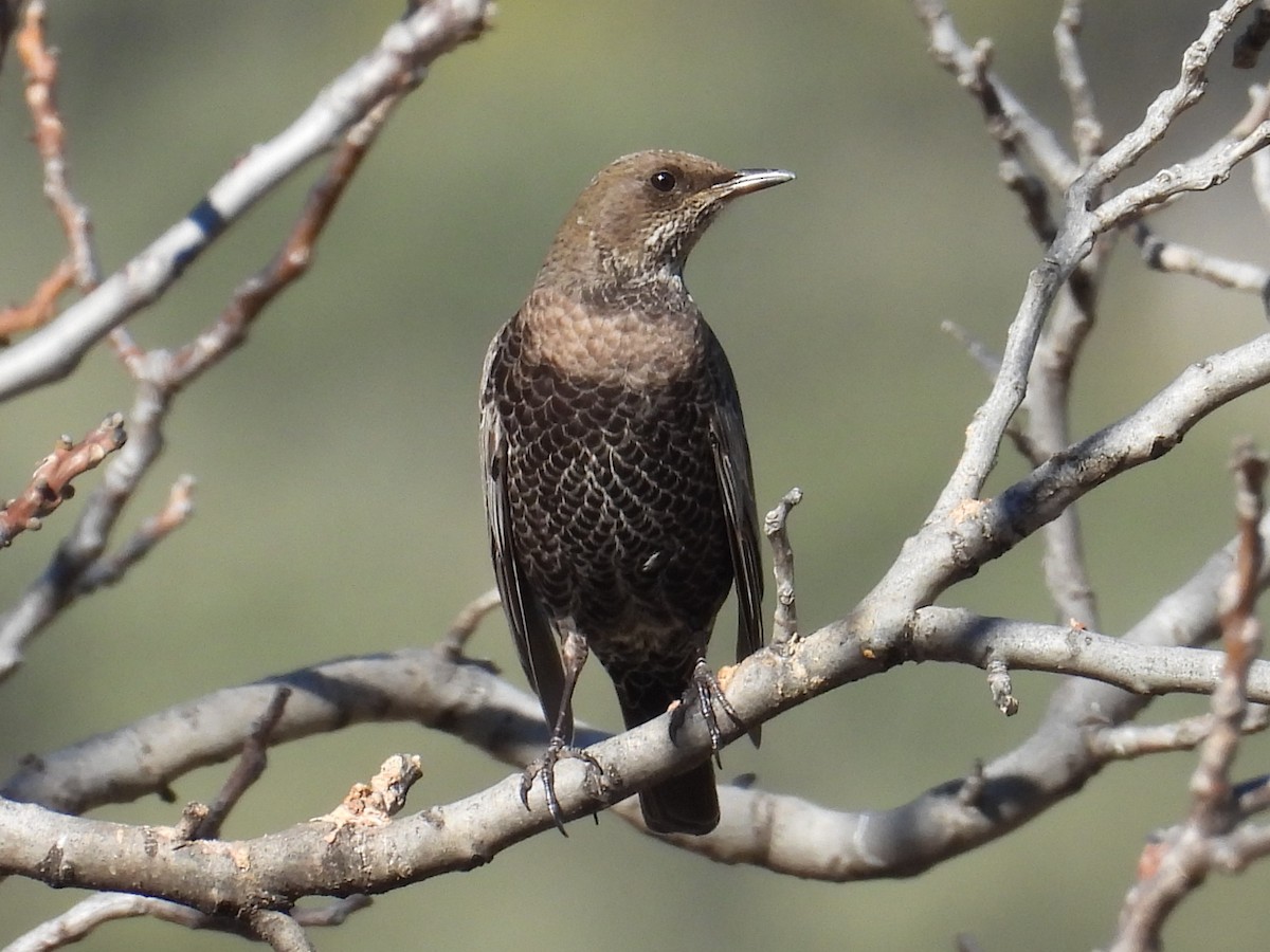 Ring Ouzel - ML646543561