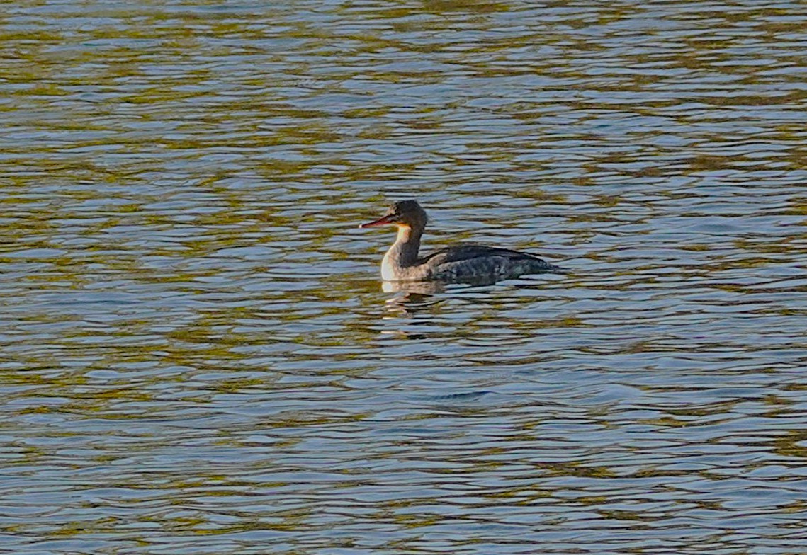 Red-breasted Merganser - ML646543562