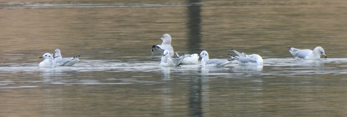 ボナパルトカモメ - ML646543563