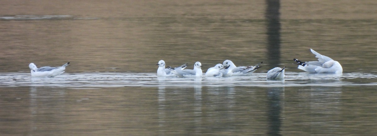 ボナパルトカモメ - ML646543564