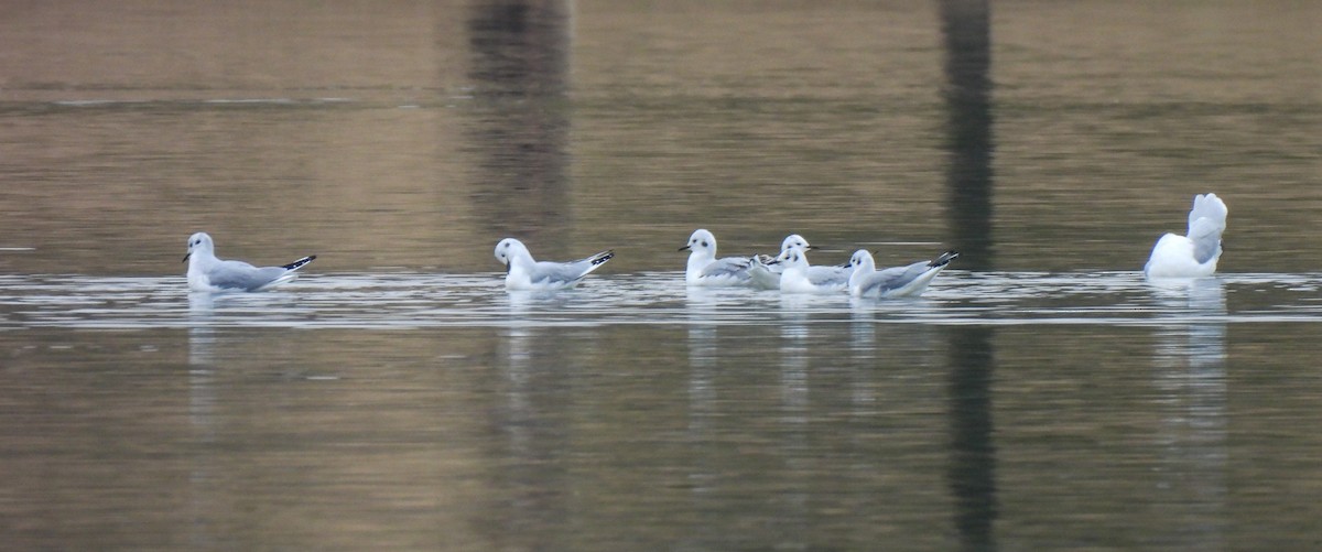 ボナパルトカモメ - ML646543565