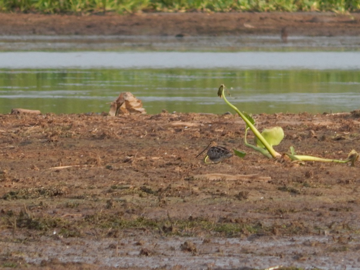 Pantanal Snipe - ML646543566