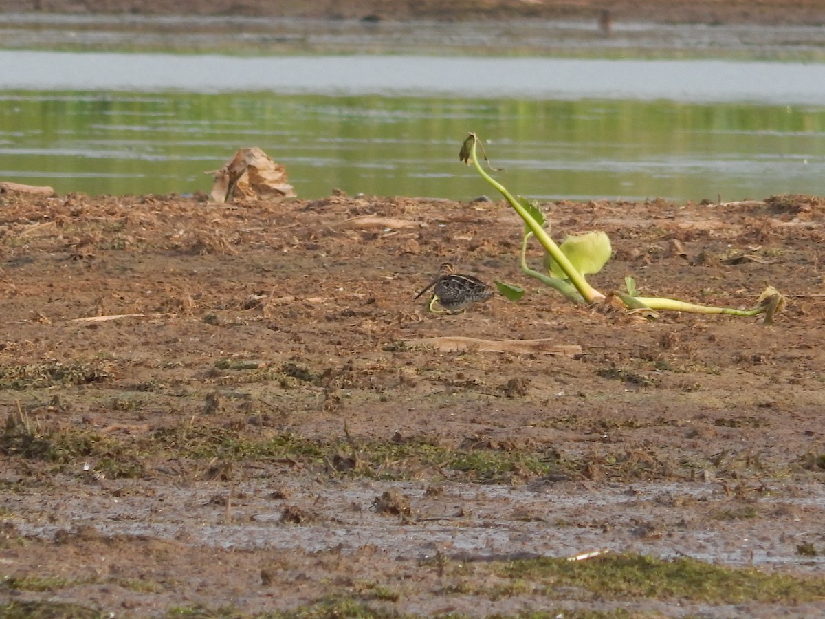 Pantanal Snipe - ML646543567