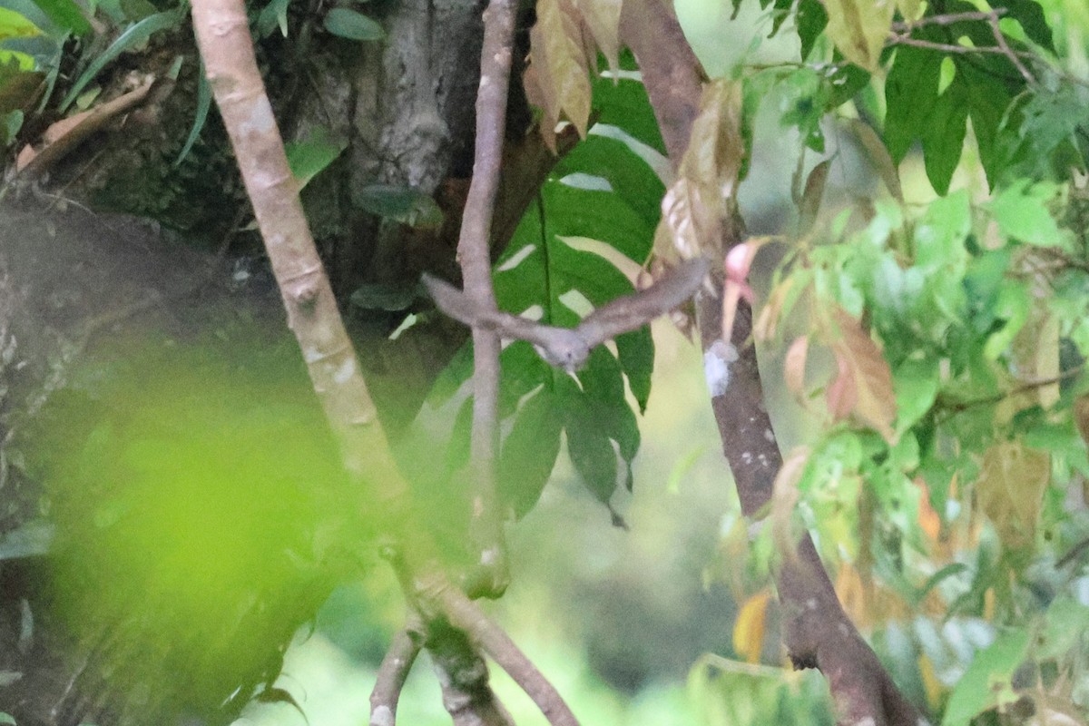 コサメビタキ - ML646543568