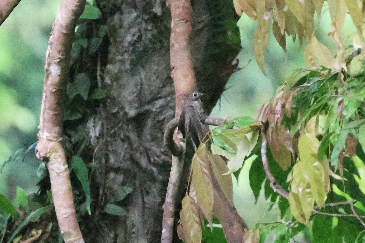 コサメビタキ - ML646543569