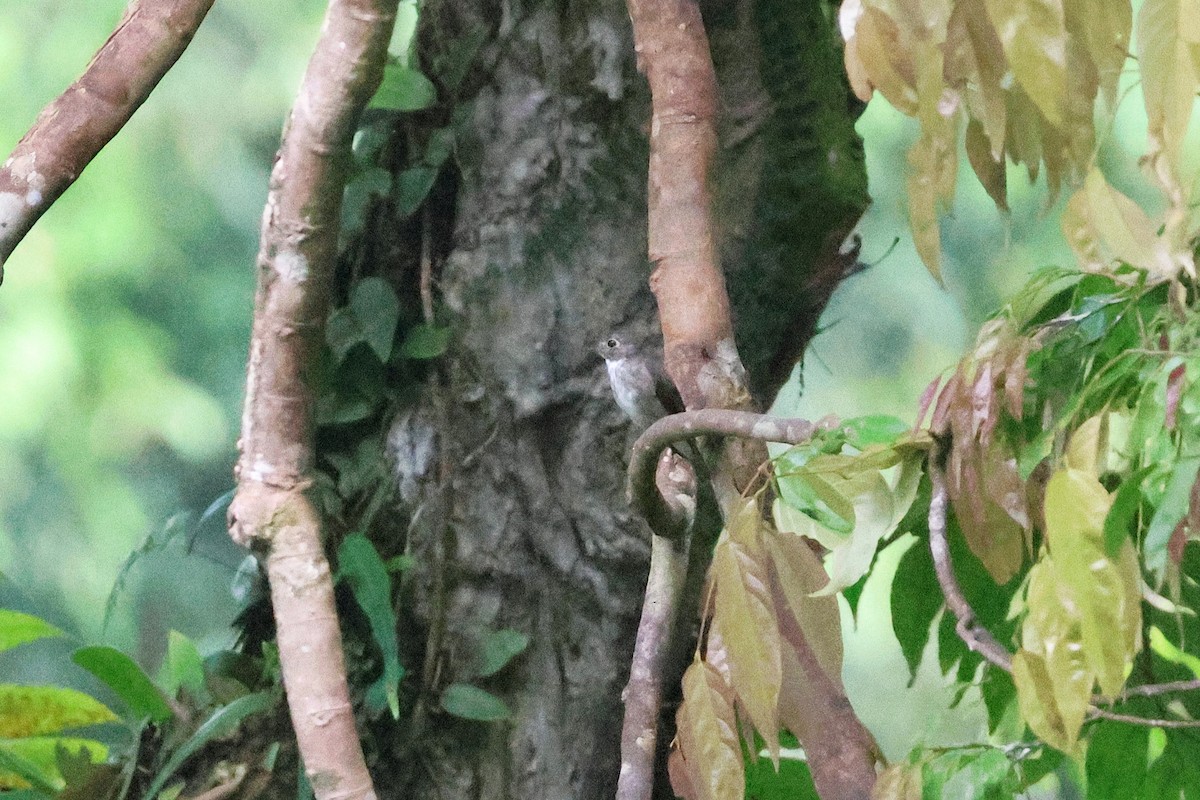 コサメビタキ - ML646543570