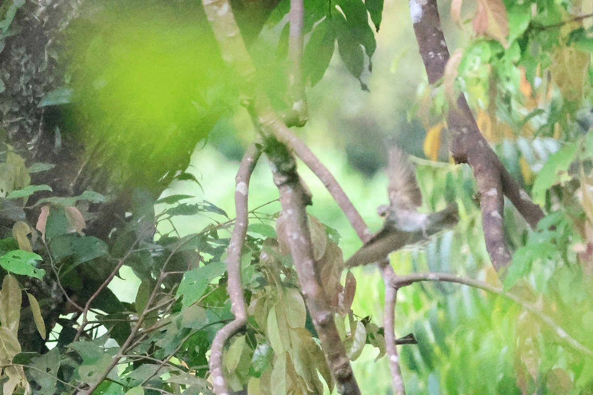 コサメビタキ - ML646543571