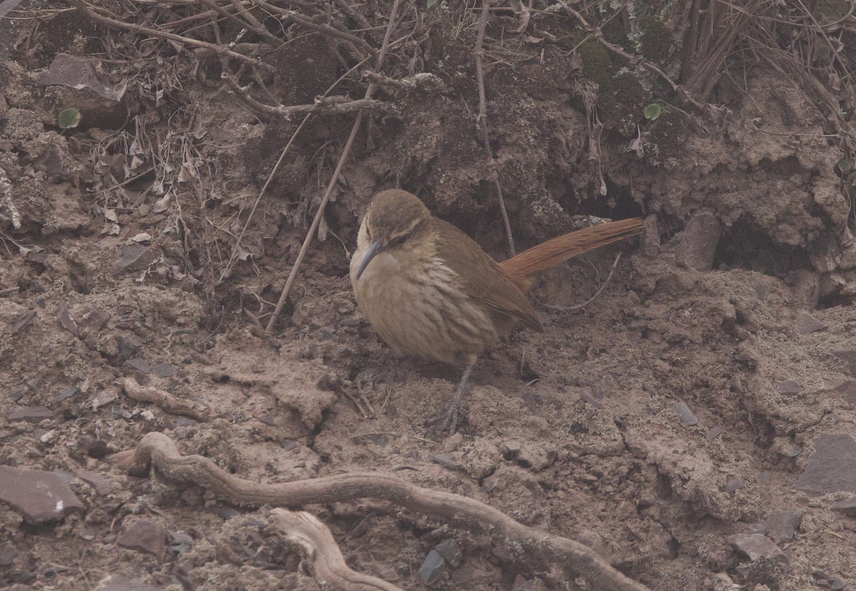 Rock Earthcreeper - ML646543578