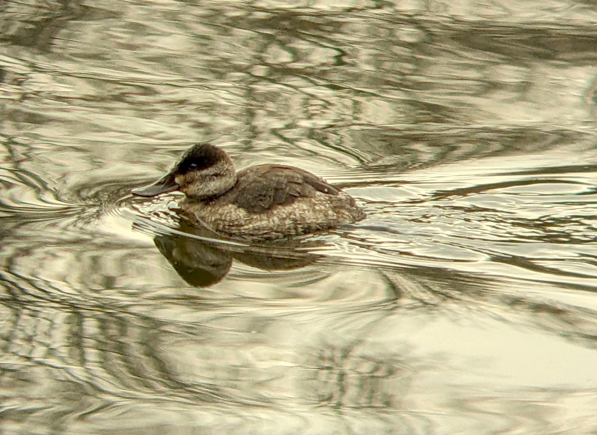 Malvasía Canela - ML646543579