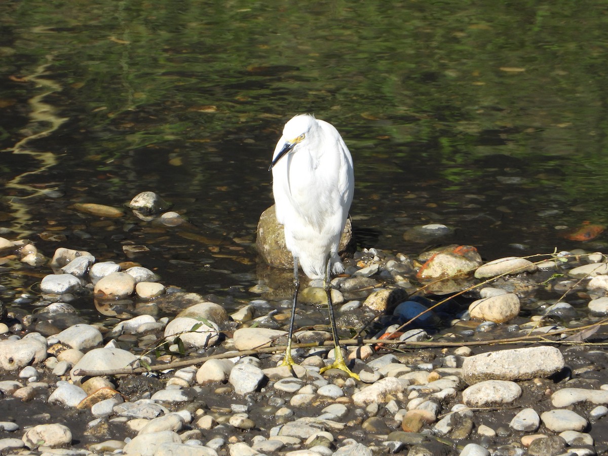 Snowy Egret - ML646543580