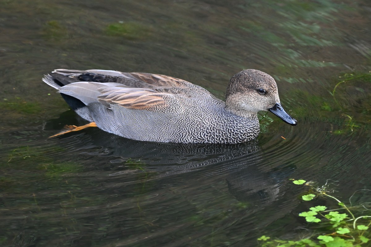 Серая утка - ML646543582