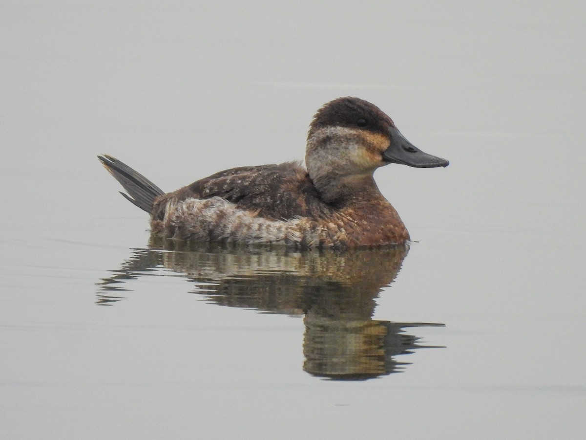 アカオタテガモ - ML646543585