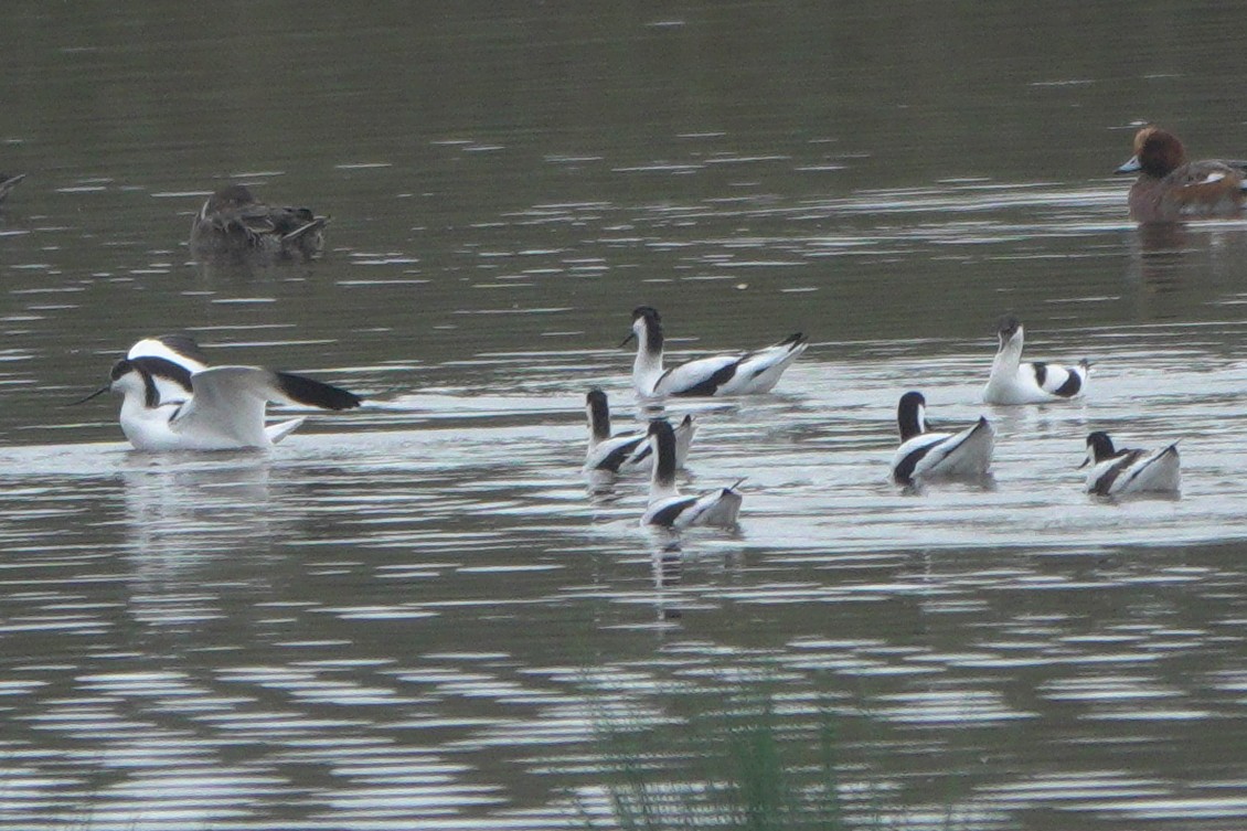 סייפן - ML646543586