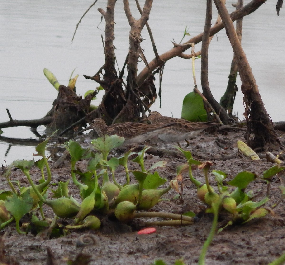 Graubrust-Strandläufer - ML646543587