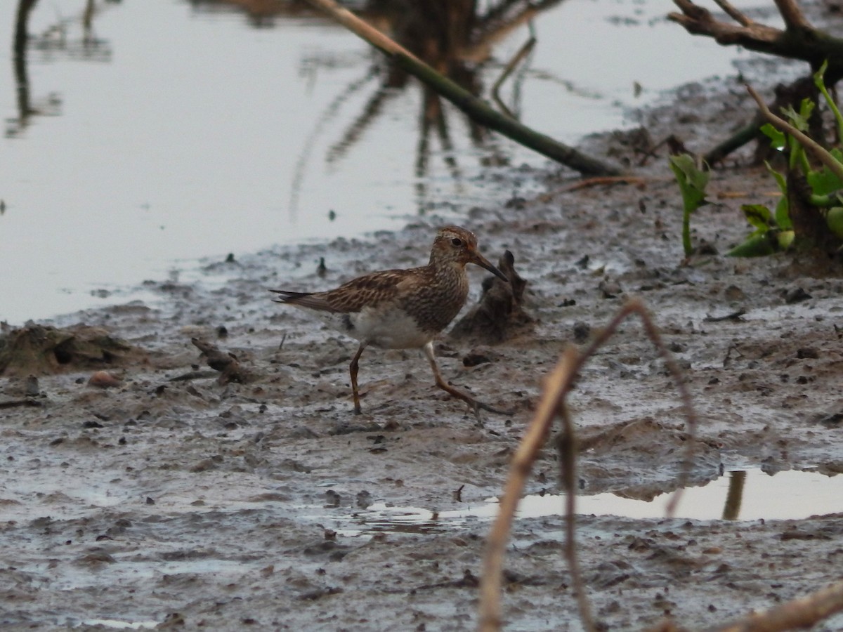 Graubrust-Strandläufer - ML646543588