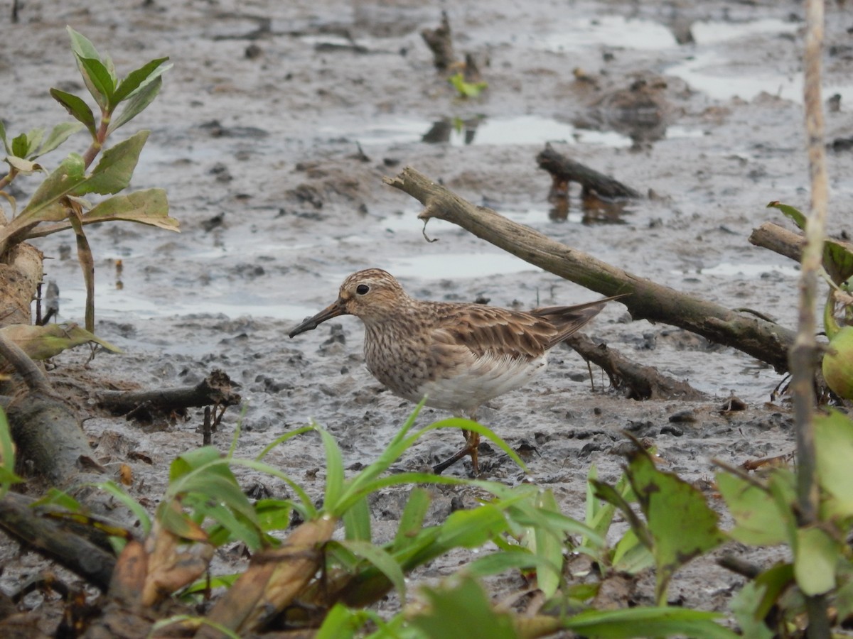 Graubrust-Strandläufer - ML646543589