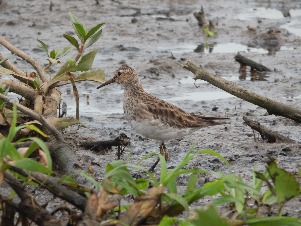 Graubrust-Strandläufer - ML646543590