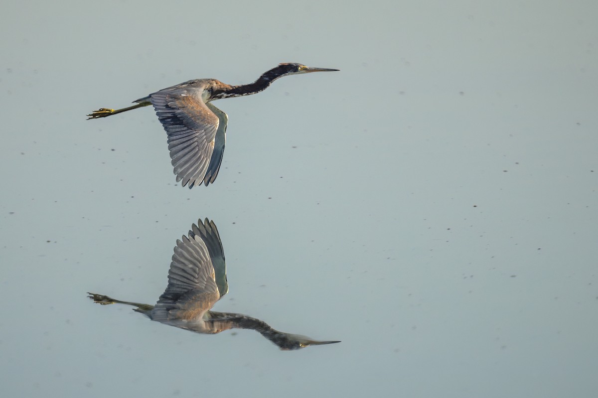 サンショクサギ - ML646543592