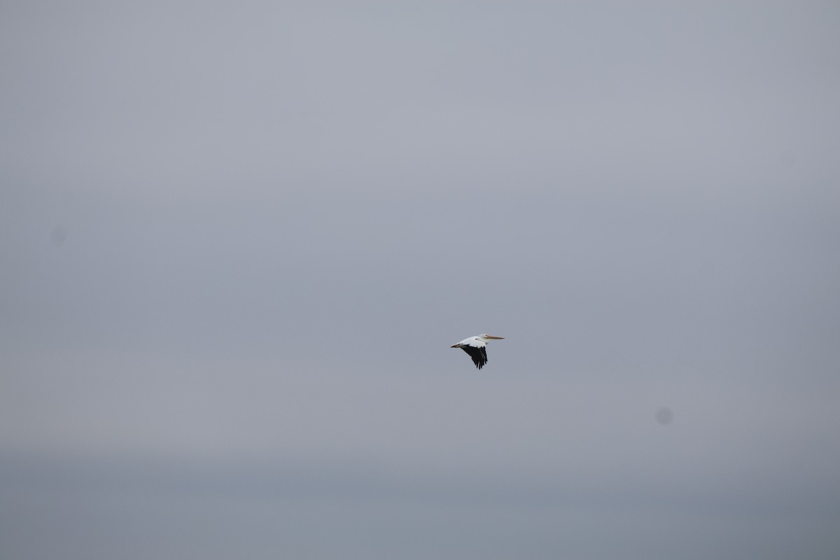 American White Pelican - ML646543595