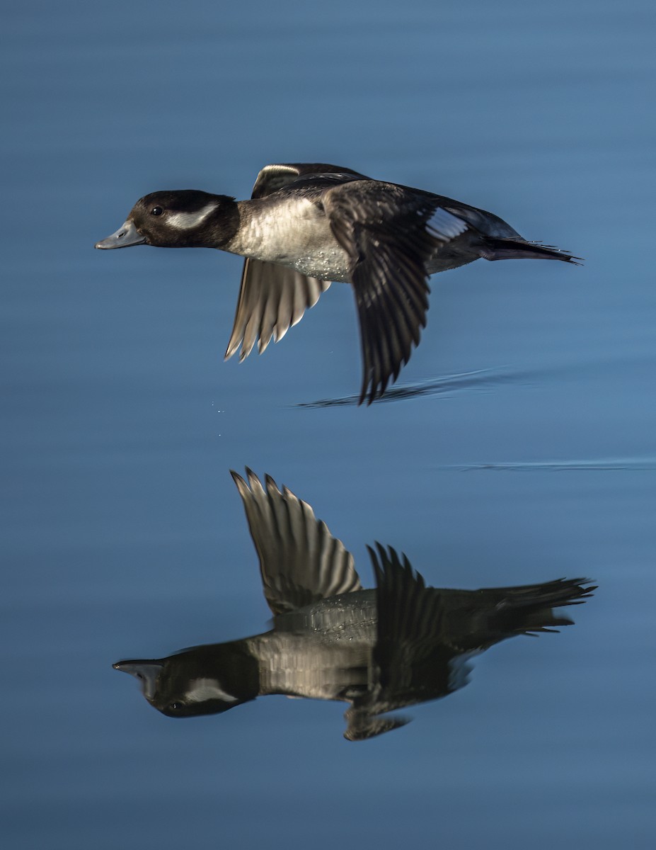 Bufflehead - ML646543597