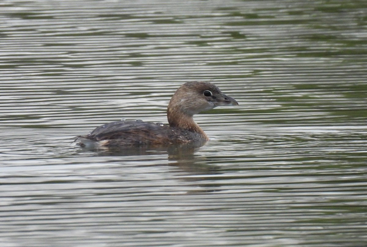 オビハシカイツブリ - ML646543598