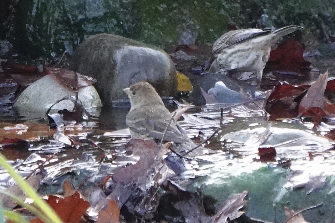 Indigo Bunting - ML646543600