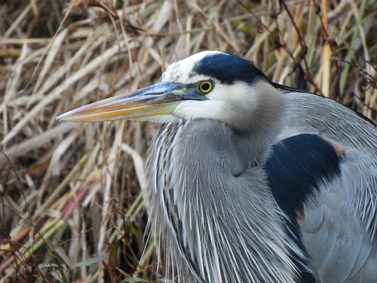 オオアオサギ - ML646543602