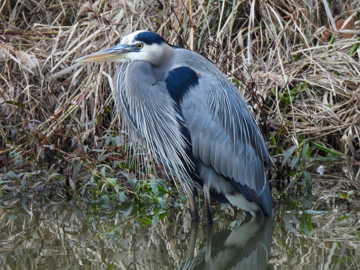 オオアオサギ - ML646543603