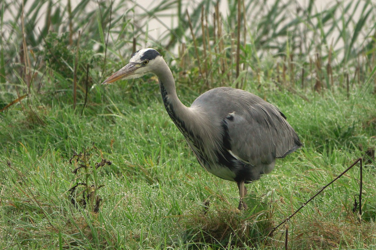 אנפה אפורה - ML646543604
