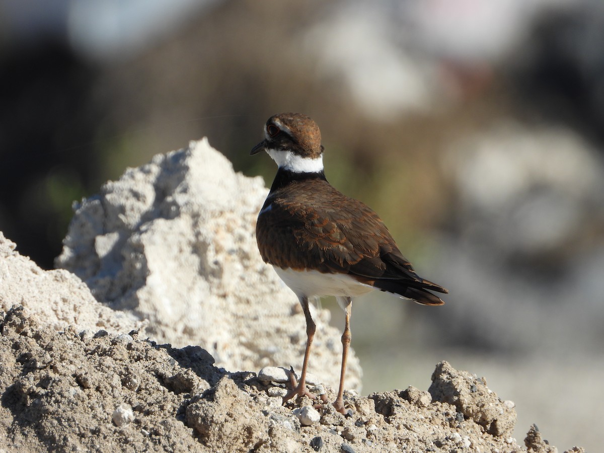 Killdeer - ML646543605