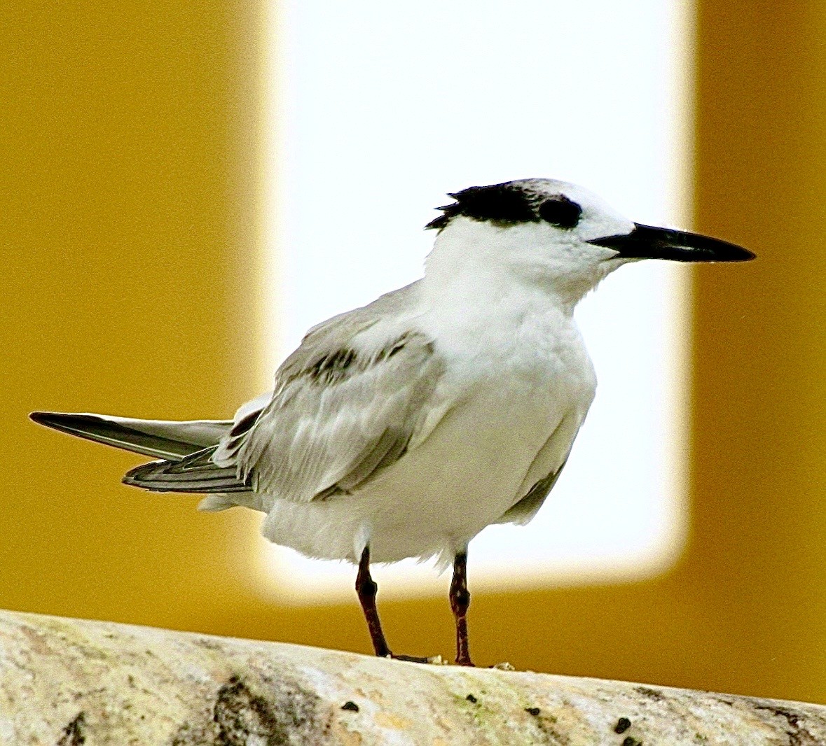 Kara Gagalı Sumru - ML646543607