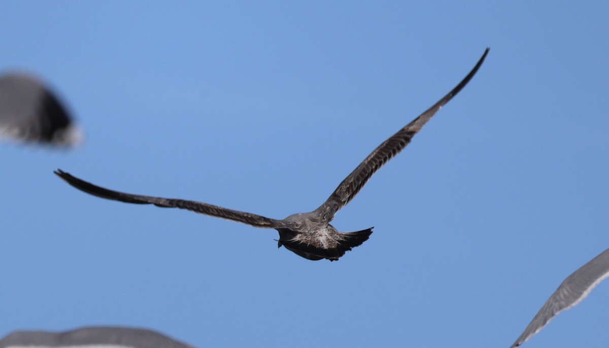 gull sp. - ML646543608