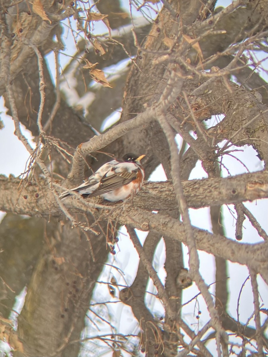 drozd stěhovavý - ML646543609