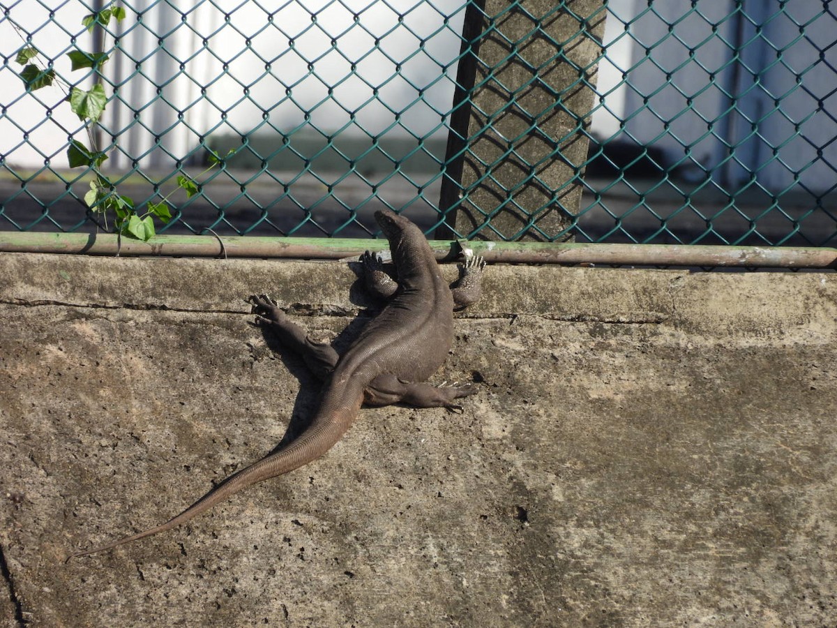 Bengal Monitor - ML646543611