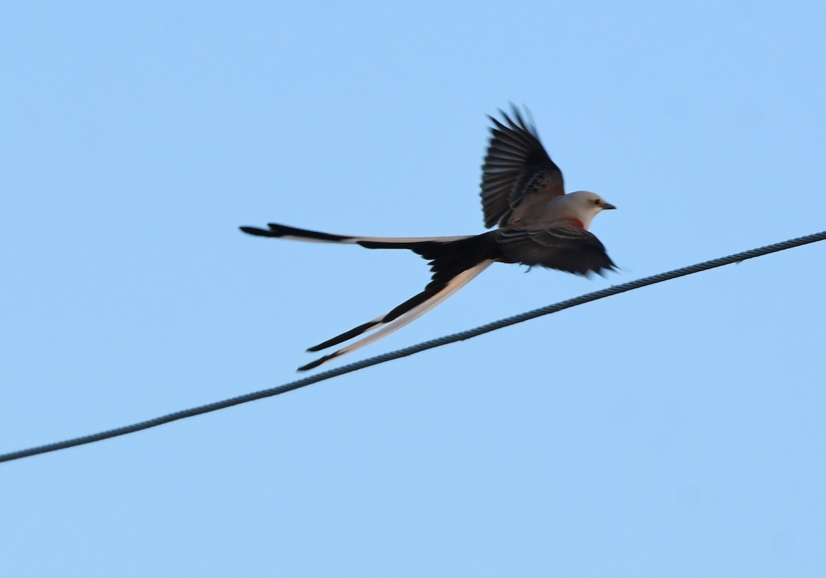 Scissor-tailed Flycatcher - ML646543612