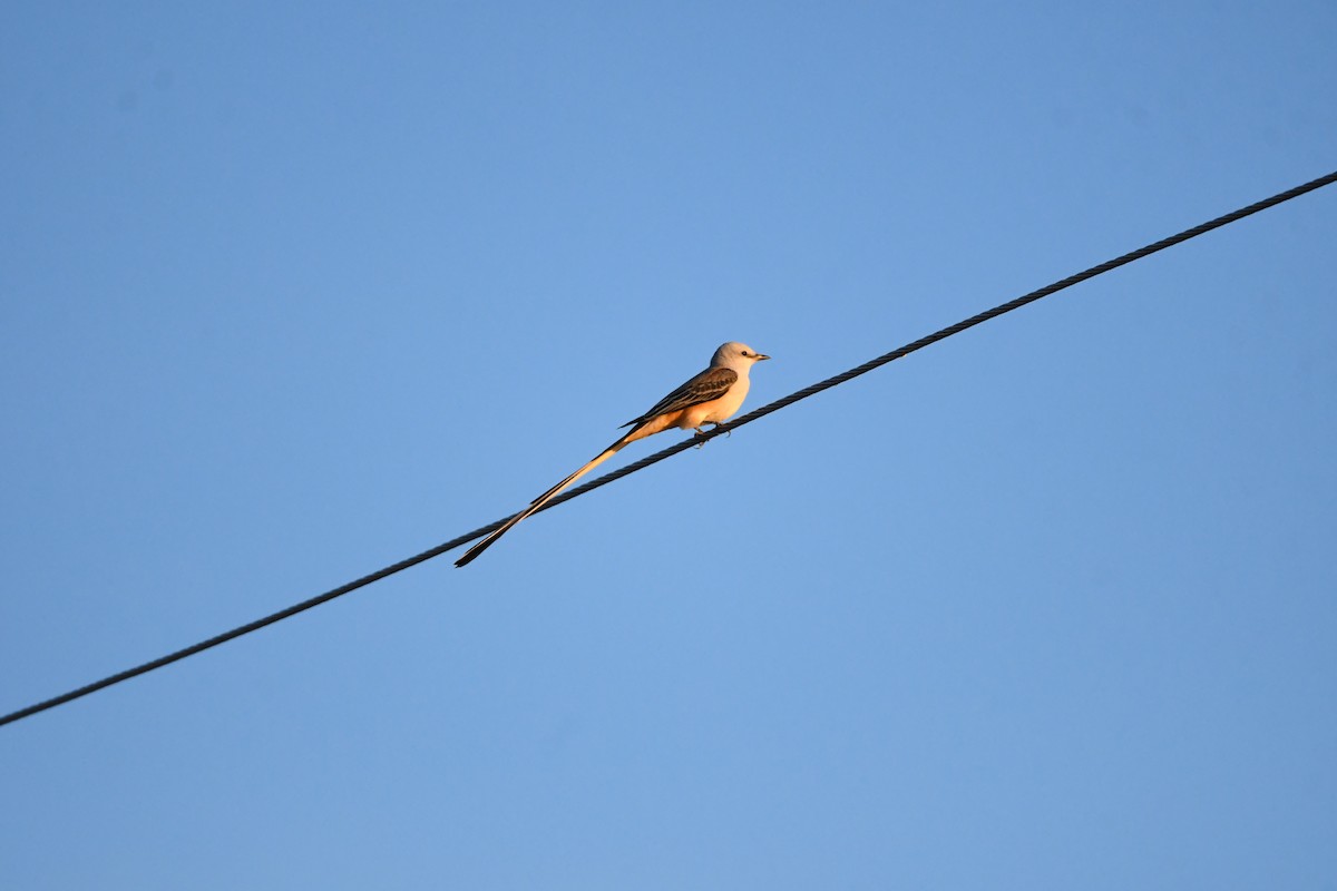 Scissor-tailed Flycatcher - ML646543613