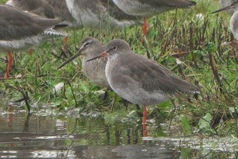 ביצנית לבנת-כנף - ML646543617