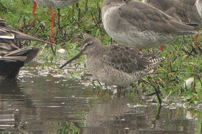 חרטומנית ארוכת-מקור - ML646543618