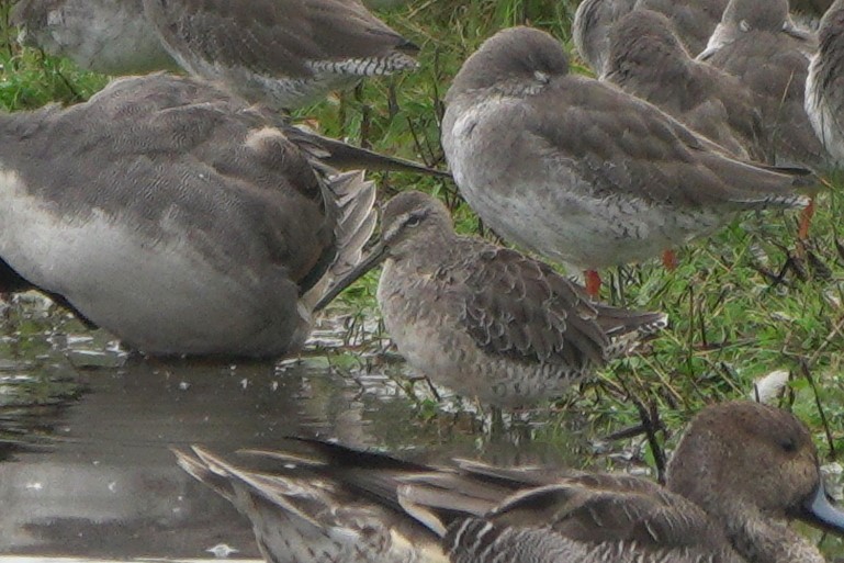 חרטומנית ארוכת-מקור - ML646543619