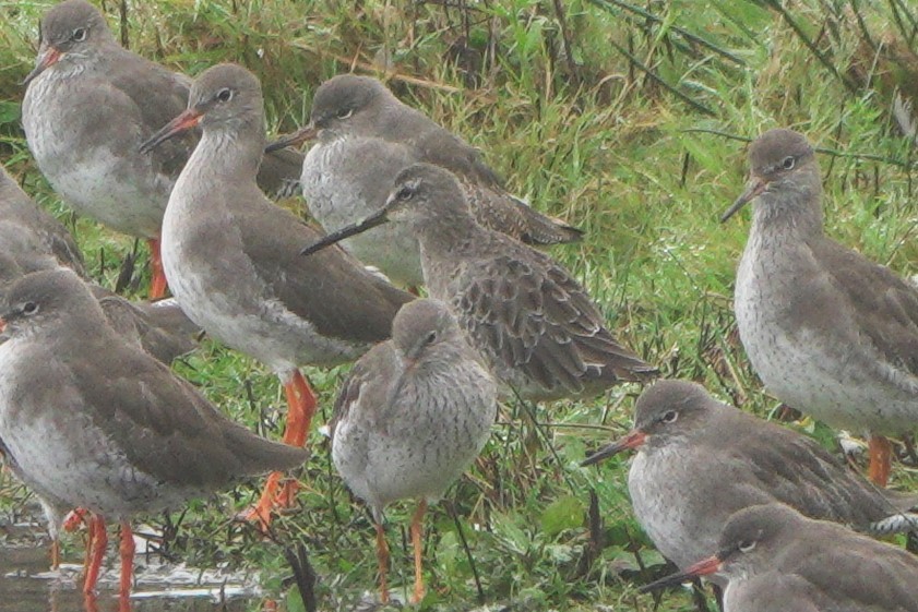 חרטומנית ארוכת-מקור - ML646543620