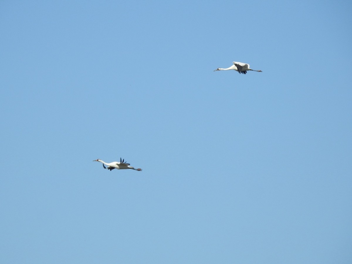Whooping Crane - ML646543621
