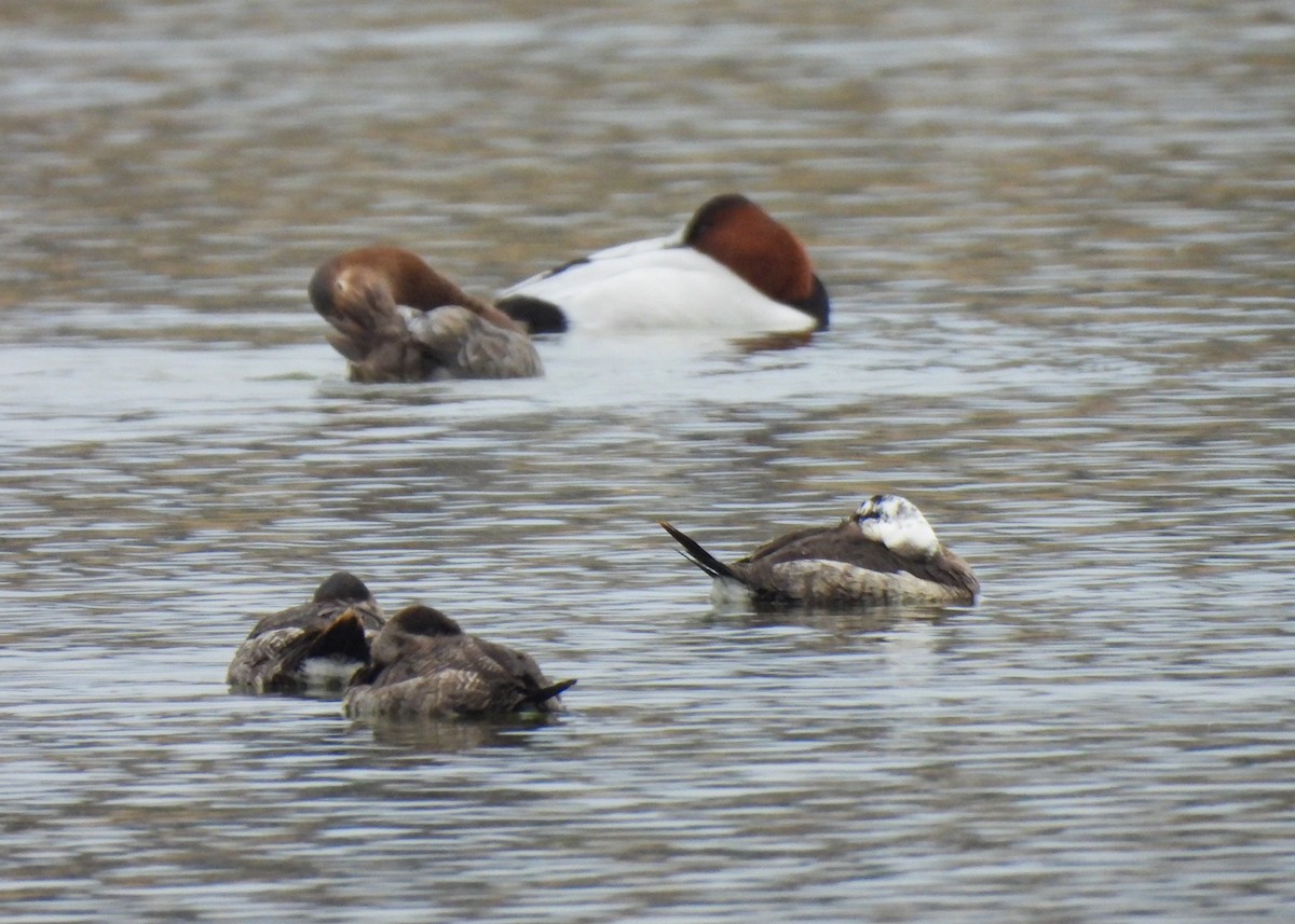 アカオタテガモ - ML646543622