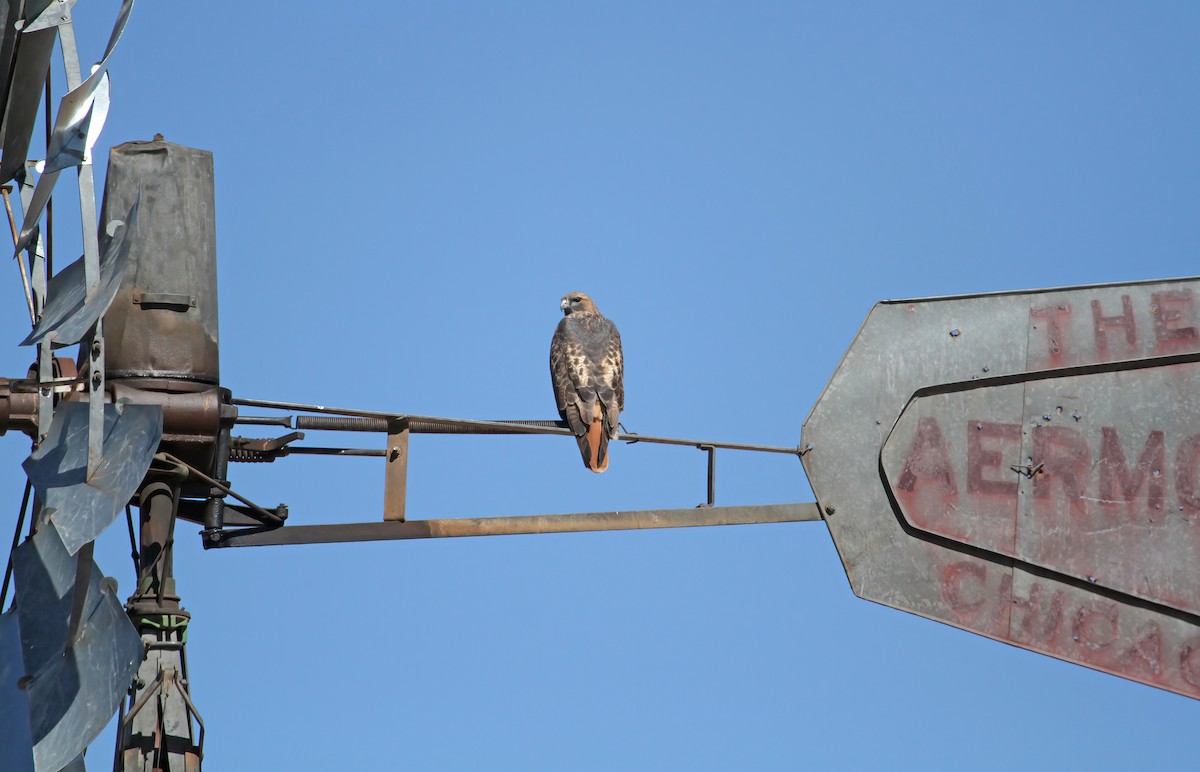 Канюк неоарктичний - ML646543624