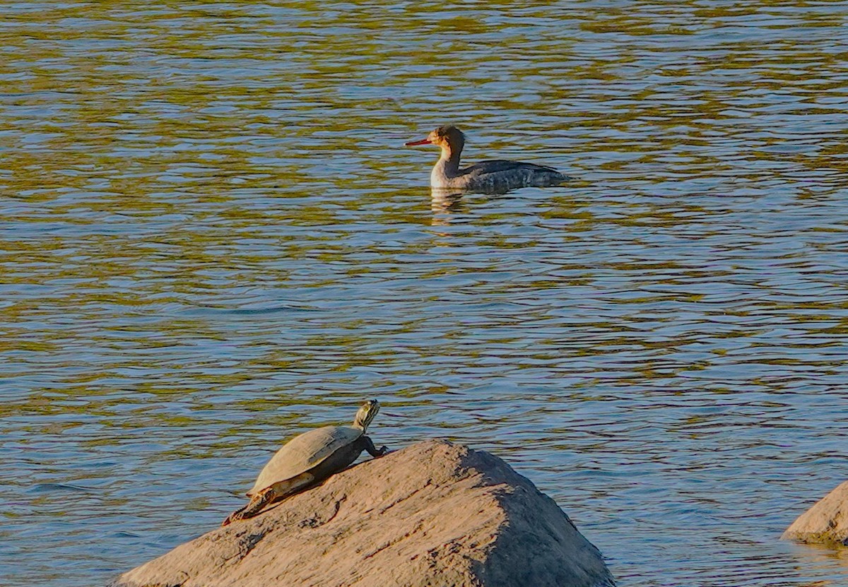 Red-breasted Merganser - ML646543625