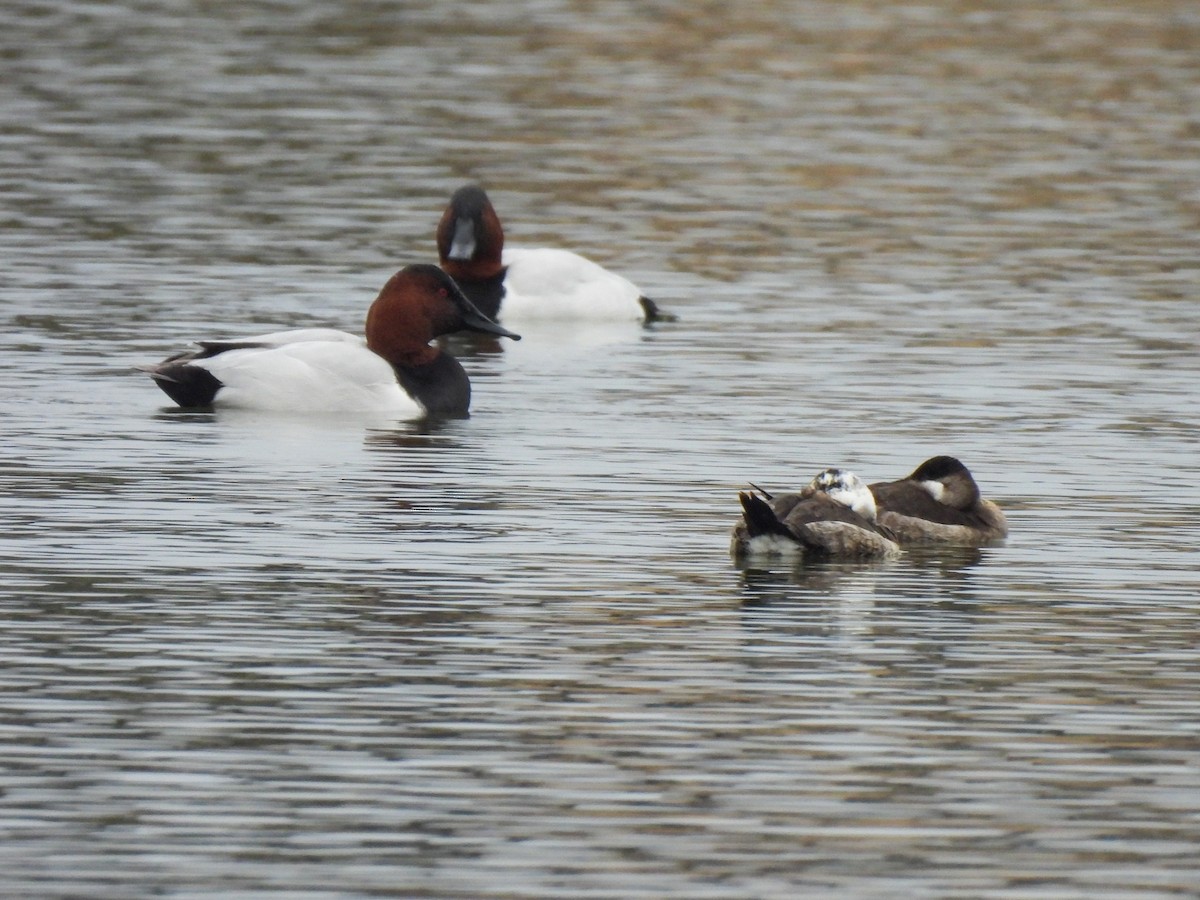 Canvasback - ML646543626