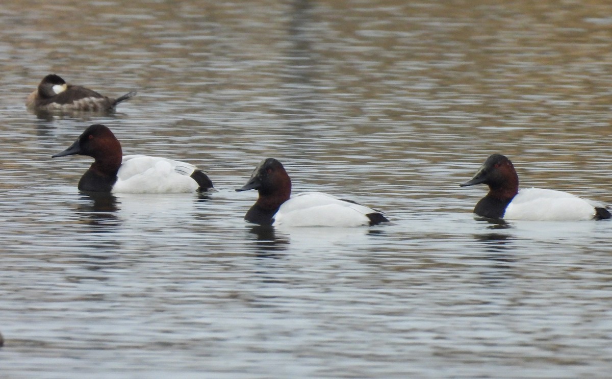 Canvasback - ML646543627
