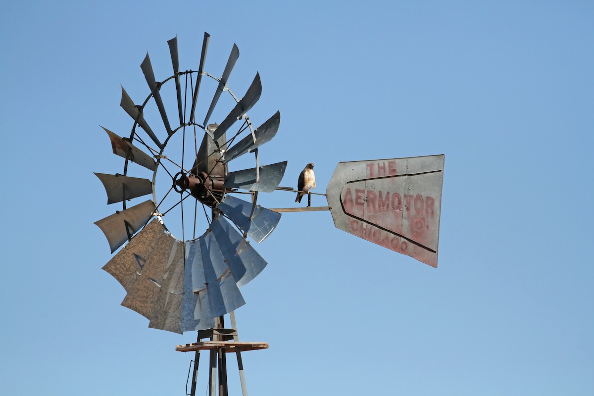 Канюк неоарктичний - ML646543629